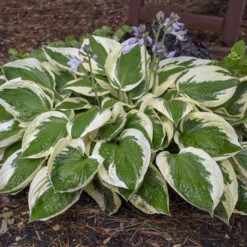 'Patriot' Hosta 10 'Patriot' Hosta -Green Haven Shop cfeeadbcfa09906c53303e308a61b5cf