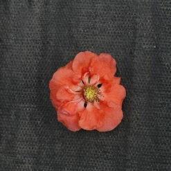 Double Take Peach™ Flowering Quince -Green Haven Shop chaenomeles double take peach 2 P sw