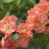 Double Take Peach™ Flowering Quince -Green Haven Shop chaenomeles double take peach 3 P sw