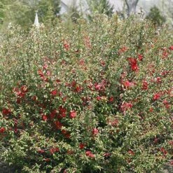 Double Take Pink™ Flowering Quince -Green Haven Shop chaenomeles double take pink 2 P sw
