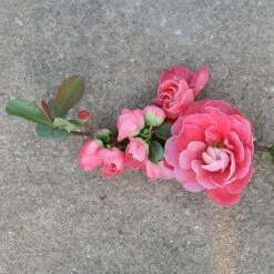 Double Take Pink™ Flowering Quince -Green Haven Shop chaenomeles double take pink 3 P sw