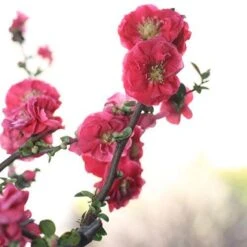 Double Take Pink™ Flowering Quince -Green Haven Shop chaenomeles double take pink 4 P sw