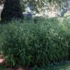 Northern Sea Oats -Green Haven Shop chasmanthium latifolium sea oats