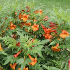 Chicklet™ Orange Trumpet Bush 9 Chicklet™ Orange Trumpet Bush -Green Haven Shop chicklet orange 2 sq