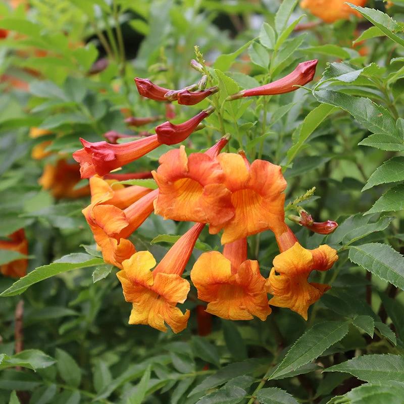 Chicklet™ Orange Trumpet Bush 3 Chicklet™ Orange Trumpet Bush