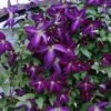 Happy JackĀ® Purple Clematis 2 Happy JackĀ® Purple Clematis -Green Haven Shop clematis happy jack purple 1 sw