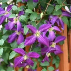 Happy Jack® Purple Clematis -Green Haven Shop clematis happy jack purple 3 sw