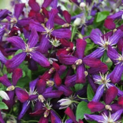 'Sweet Summer Love' Clematis -Green Haven Shop clematis sweet summer love 1