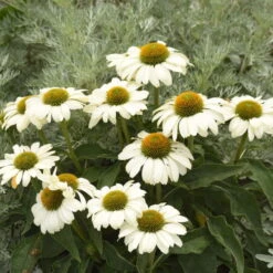 Color Coded™ 'The Price Is White' Coneflower -Green Haven Shop color coded the price is white coneflower 2