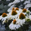 Color Coded™ 'The Price Is White' Coneflower -Green Haven Shop color coded the price is white coneflower 3