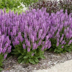 Color Spires® 'Back To The Fuchsia' Salvia -Green Haven Shop color spires back to the fuchsia salvia 1