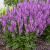 Color Spires® 'Back To The Fuchsia' Salvia 1 Color Spires® 'Back To The Fuchsia' Salvia -Green Haven Shop color spires back to the fuchsia salvia 3