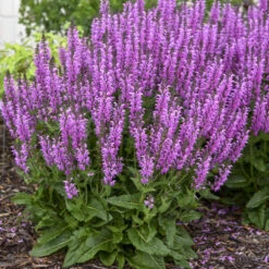 Color Spires® 'Back To The Fuchsia' Salvia