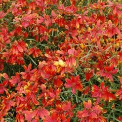'Ladybird' Tickseed -Green Haven Shop coreopsis ladybird 4