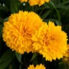 Solanna™ Golden Sphere Tickseed -Green Haven Shop coreopsis solanna golden sphere 1