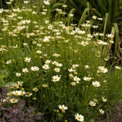 'Star Cluster' Tickseed -Green Haven Shop coreopsis tickseed starcluster 3