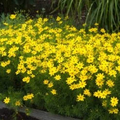 'Zagreb' Tickseed -Green Haven Shop coreopsis zagreb 5