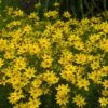 'Zagreb' Tickseed -Green Haven Shop coreopsis zagreb 6