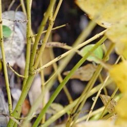 Arctic Fire® Yellow Red-Twig Dogwood -Green Haven Shop cornus arctic fire yellow 4 P ee90fd47 1fcf 4740 921c 469de2455d08 sw