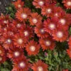 Kaleidoscope™ 'Dancing Embers' Ice Plant 1 Kaleidoscope™ 'Dancing Embers' Ice Plant -Green Haven Shop d0c15de972a1dc15ce7377100d92befa