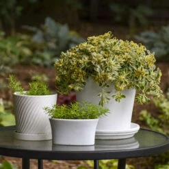 Rock 'N Low® 'Boogie Woogie' Stonecrop -Green Haven Shop d3cd897800e43dca44f8755ed4acdc97