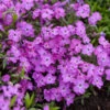 'Rose Sprite' Hybrid Spring Phlox -Green Haven Shop d478df6c95b9de88bc10f189199658c9