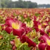 Rainbow Rhythm® 'Blood Sweat And Tears' Daylily -Green Haven Shop dbaa8d02c7f9aef3111321f451eecef8