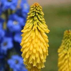 Pyromania™ 'Solar Flare' Red Hot Poker -Green Haven Shop de214c737f2a92428fcd66aab707e623