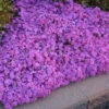 'Drummond's Pink' Creeping Phlox -Green Haven Shop de32e876ac7572f2d82702d4d84e4aca