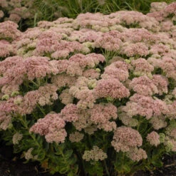 'Autumn Joy' Stonecrop -Green Haven Shop de69846fdf2fa3b3d9337b8dfc0a45ae