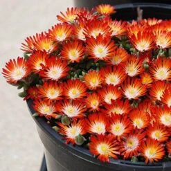Hot Cakes® 'Pumpkin Perfection' Ice Plant -Green Haven Shop delosperma hot cakes pumpkin perfection 1 P sw