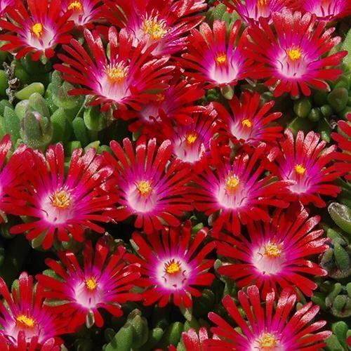 Hot Cakes® 'Saucy Strawberry' Ice Plant 3 Hot Cakes® 'Saucy Strawberry' Ice Plant