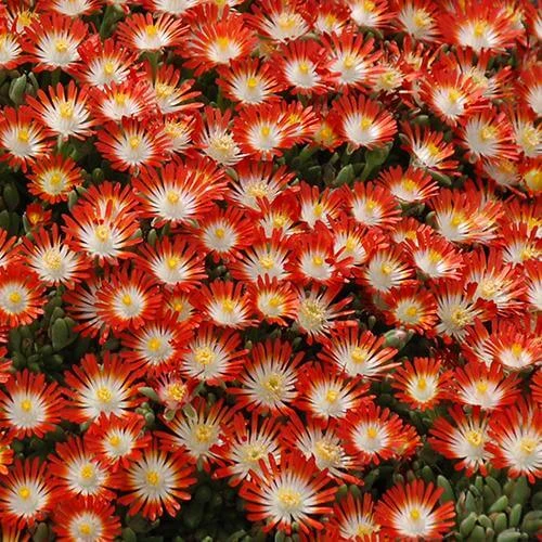 Hot Cakes® 'Tangerine Tango' Ice Plant 4 Hot Cakes® 'Tangerine Tango' Ice Plant - Image 2