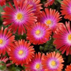 'Jewel Of Desert Garnet' Ice Plant