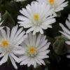 'Jewel Of Desert Moonstone' Ice Plant 2 'Jewel Of Desert Moonstone' Ice Plant -Green Haven Shop delosperma jewel of desert moonstone 2 sw