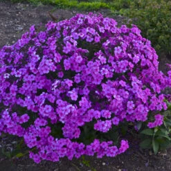 'Cloudburst' Tall Cushion Phlox 9 'Cloudburst' Tall Cushion Phlox -Green Haven Shop df9bbd10b5a8891ac88a541b74934d87