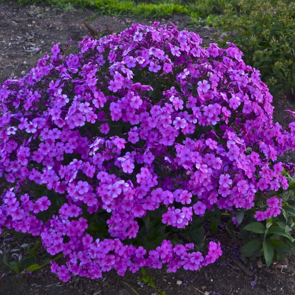'Cloudburst' Tall Cushion Phlox 5 'Cloudburst' Tall Cushion Phlox - Image 3