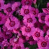 'Paint The Town Fancy' Dianthus 2 'Paint The Town Fancy' Dianthus -Green Haven Shop dianthus paint the town fancy