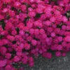 'Paint The Town Red' Dianthus -Green Haven Shop dianthus paint the town red 1