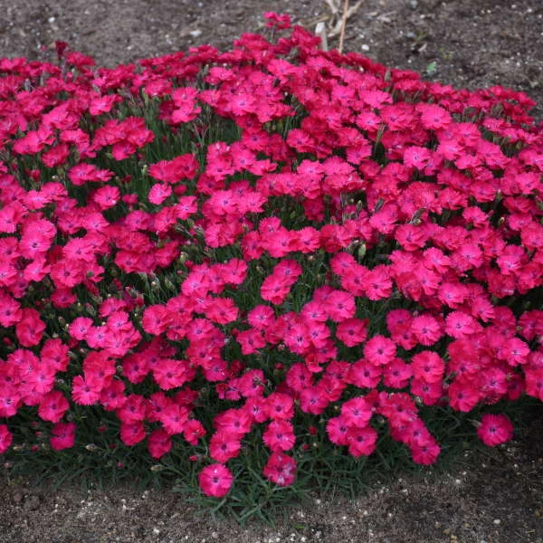 'Paint The Town Red' Dianthus 4 'Paint The Town Red' Dianthus - Image 2