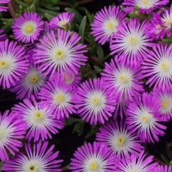Wheels Of Wonder® Purple Wonder Ice Plant -Green Haven Shop dispthumb