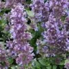 Whispurr™ Blue Catmint -Green Haven Shop dispthumb 045ab6c1 6b4c 4da4 954b b25be8eb5259
