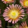 Wheels Of Wonder® Salmony Pink Ice Plant -Green Haven Shop dispthumb 1