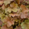 DolceĀ® 'Toffee Tart' Coral Bells 1 DolceĀ® 'Toffee Tart' Coral Bells -Green Haven Shop dolce toffee tart coral bells 3