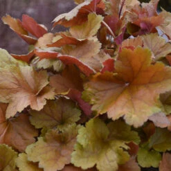 Dolce® 'Toffee Tart' Coral Bells -Green Haven Shop dolce toffee tart coral bells 4