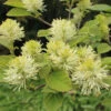 Dwarf Fothergilla -Green Haven Shop dwarf fothergilla 1