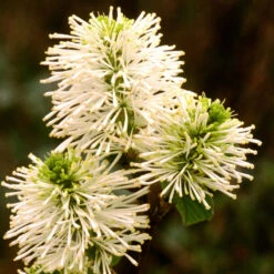 Dwarf Fothergilla -Green Haven Shop dwarf fothergilla 3