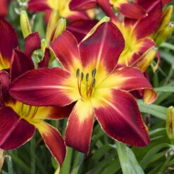 Rainbow Rhythm® 'Ruby Spider' Daylily -Green Haven Shop e733f097c1ead2fcaa10f5dc96466246