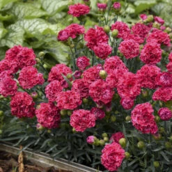 Fruit Punch® 'Raspberry Ruffles' Dianthus 9 Fruit Punch® 'Raspberry Ruffles' Dianthus -Green Haven Shop e87edf696373a284d9438c94dccc133f