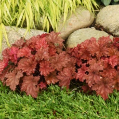 Primo® 'Peachberry Ice' Coral Bells -Green Haven Shop e9fd68841bf7a4e057ea29358fd1d5fc